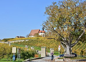 Die Wallfahrtskirche Maria im Weingarten bei Volkach