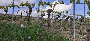 Weinstöcke im Frühling